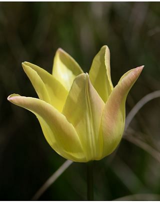 Tulip Elegant Lady 