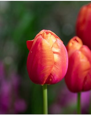 Tulip Avignon