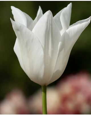 Tulip White Triumphator