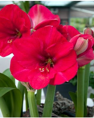 Amaryllis Pink Rival