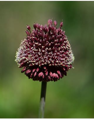 Allium Amethystinum Red Mohican Bulbs