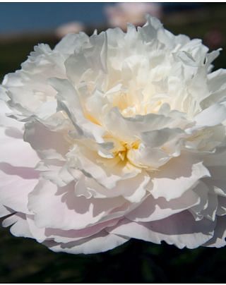Peony Gardenia Bulbs