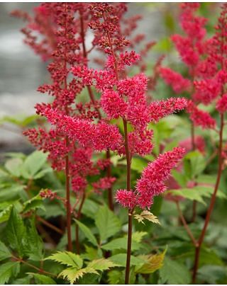 Astilbe Fanal 