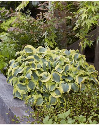 Hosta Mini Skirt
