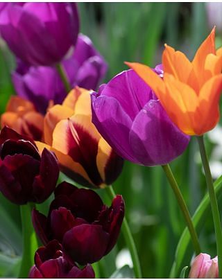 Tulip Negrita