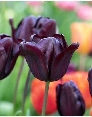 Tulip Continental