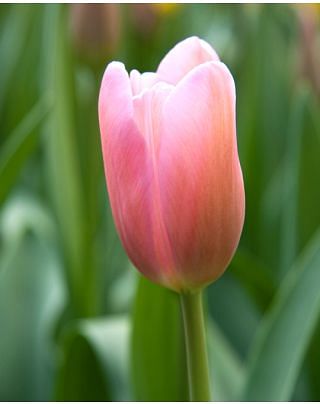 Tulip Mistress