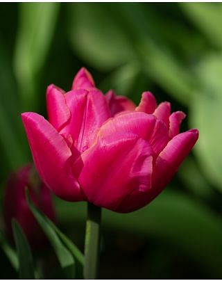 Tulip Sunset Tropical 