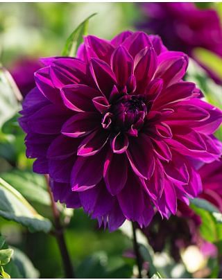 Dahlia Thomas A. Edison Tubers