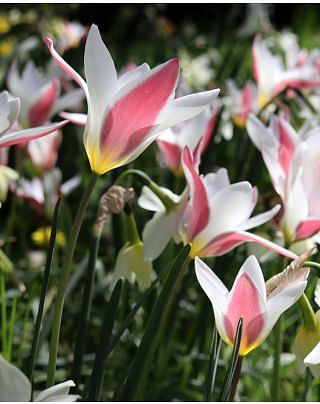 Tulip Clusiana Lady Jane Bulbs