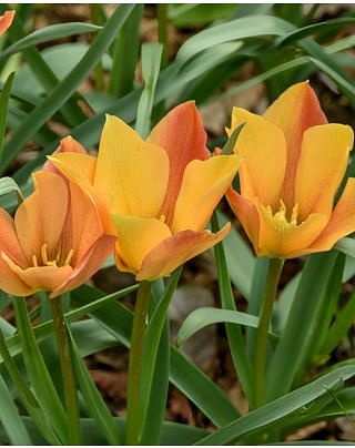 Tulip Orphanidea Flava