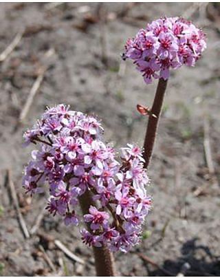 Darmera 'peltata'