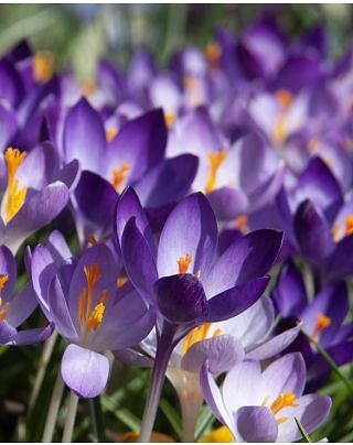Crocus Tommasinianus
