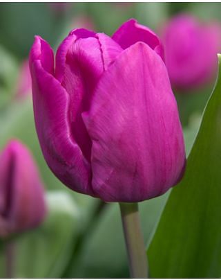 Tulip Purple Prince