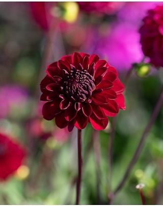 Dahlia Red Jill