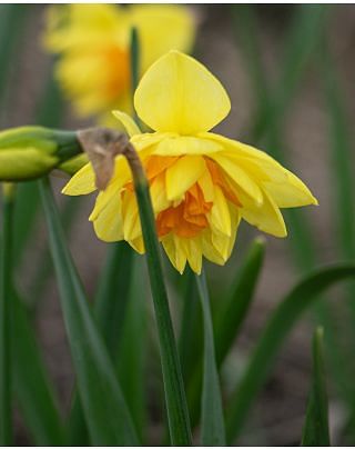 Narcissus Double Fashion