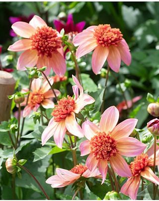 Dahlia Totally Tangerine