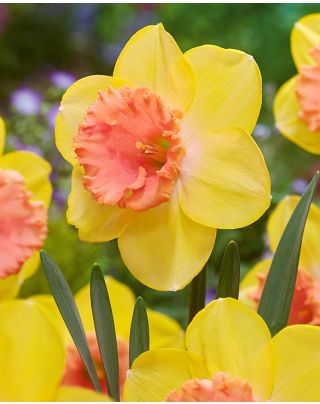 Narcissi Colour Run