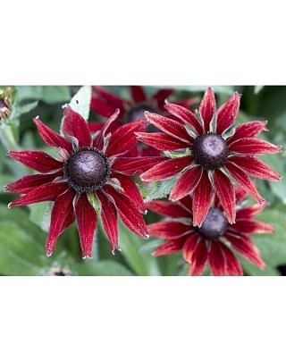 Rudbeckia Cherry Brandy