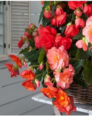 Begonia Odorosa Sweet Pink Bulbs