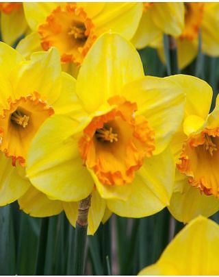 Narcissus Early Flame