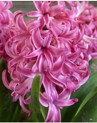 Hyacinth Pink Pearl