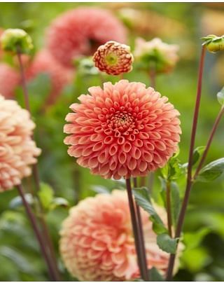 Dahlia Jowey Linda Tubers