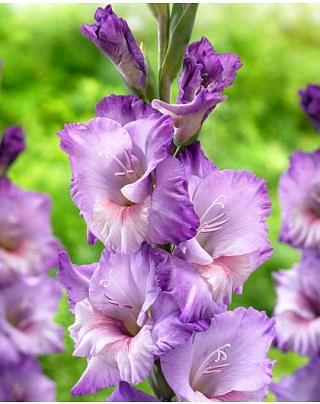 Gladioli Flevo Nautica Gladioli Flevo Nautica