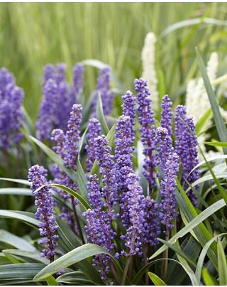 Liriope muscari Big Blue
