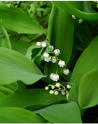 Convallaria Majalis (Lily of the Valley)