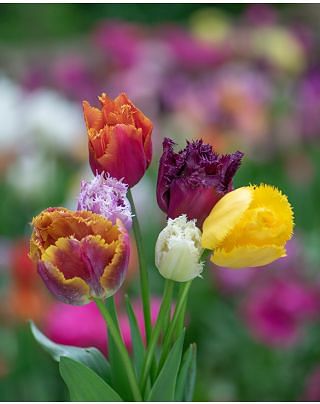 Tulip Fringed Mixture