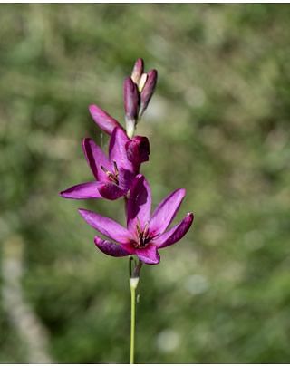 Ixia Mable