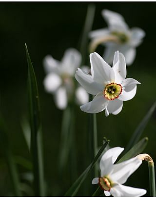 Narcissus Recurvus (Pheasant Eye) Bulbs