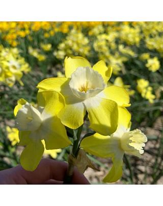 Narcissus Regeneration
