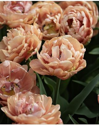 Tulip Copper Image