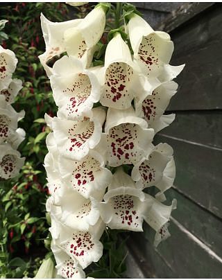 Digitalis Pam's Choice 