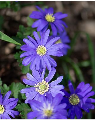 Anemone Blanda Blue