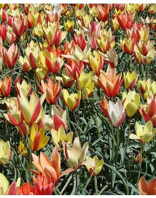 Tulipa Clusiana Super Mix