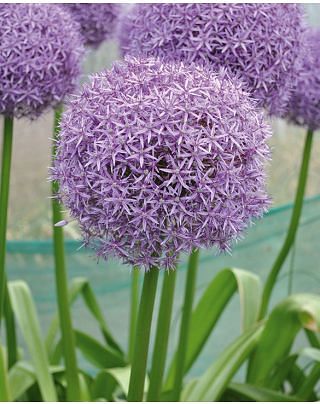 Allium Dutchman