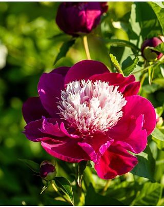 Peony White Cap Bulbs