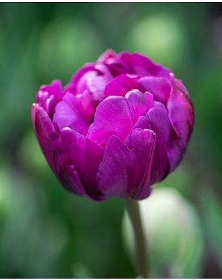 Tulip Negrita Double Bulbs