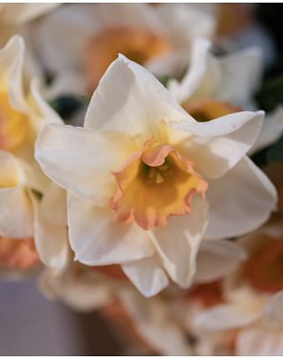 Narcissus Yazz Bulbs