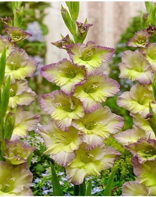 Gladioli Moonlight Shadow Gladioli Moonlight Shadow