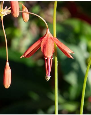 Bessera Elegans Bulbs
