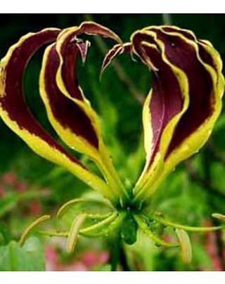 Gloriosa Carsonii Bulbs