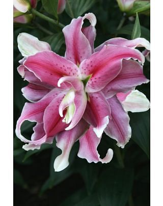 Lilium Distant Drum