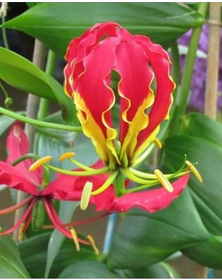 Gloriosa Rothschildiana Bulbs