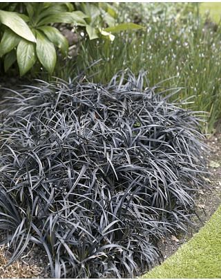 Ophiopogon Niger
