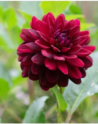 Dahlia Arabian Night Tubers Tubers