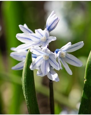 Puschkinia 